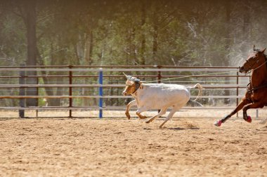 Bir Avustralya Rodeo at Buzağı Roping Yarışması