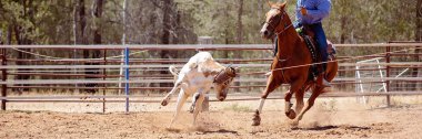 Bir Avustralya Rodeo at Buzağı Roping Yarışması