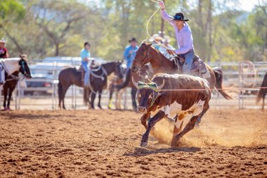 Bir Avustralya Rodeo at Buzağı Roping Yarışması