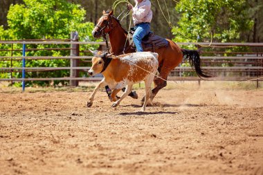 Bir Avustralya Rodeo at Buzağı Roping Yarışması