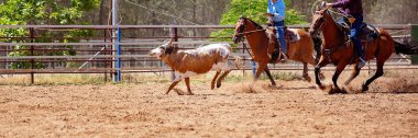 Bir Avustralya Rodeo at Buzağı Roping Yarışması