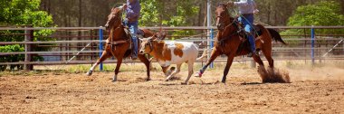 Bir Avustralya Rodeo at Buzağı Roping Yarışması
