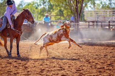 Bir Avustralya Rodeo at Buzağı Roping Yarışması