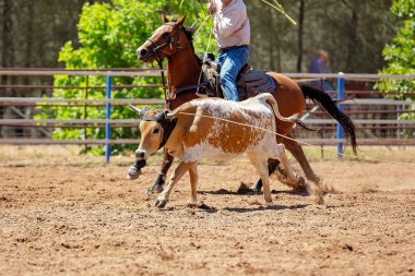 Bir Avustralya Rodeo at Buzağı Roping Yarışması