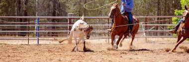 Bir Avustralya Rodeo at Buzağı Roping Yarışması