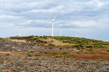 Avustralya sahilinde bir rüzgar çiftliği
