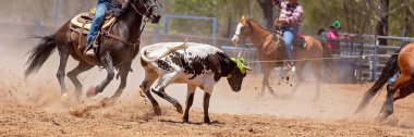 Bir Avustralya Rodeo at Buzağı Roping Yarışması