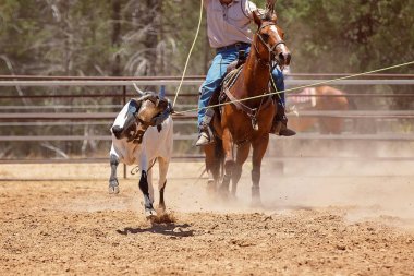 Bir Avustralya Rodeo at Buzağı Roping Yarışması