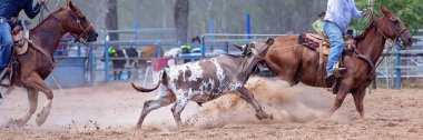 Bir Avustralya Rodeo at Buzağı Roping Yarışması