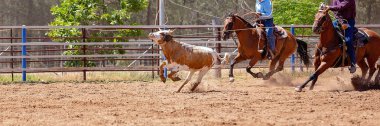Bir Avustralya Rodeo at Buzağı Roping Yarışması