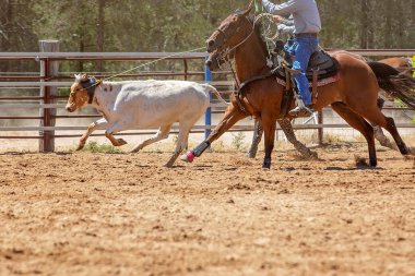 Bir Avustralya Rodeo at Buzağı Roping Yarışması