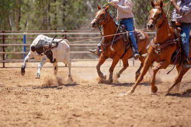 Bir Avustralya Rodeo at Buzağı Roping Yarışması