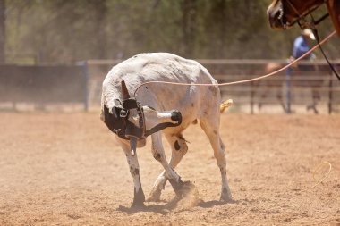 Bir Avustralya Rodeo at Buzağı Roping Yarışması