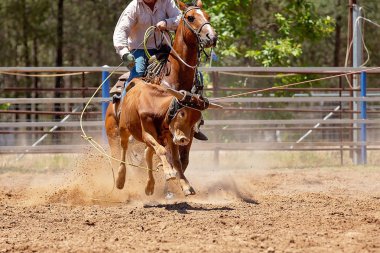 Bir Avustralya Rodeo at Buzağı Roping Yarışması