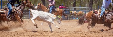 Bir Avustralya Rodeo at Buzağı Roping Yarışması