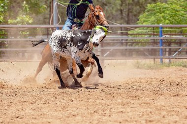 Bir Avustralya Rodeo at Buzağı Roping Yarışması