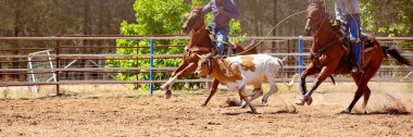 Bir Avustralya Rodeo at Buzağı Roping Yarışması