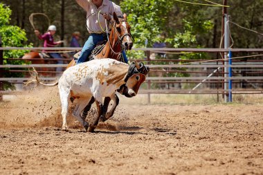 Bir Avustralya Rodeo at Buzağı Roping Yarışması