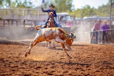 Bir Avustralya Rodeo at Buzağı Roping Yarışması
