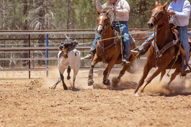Bir Avustralya Rodeo at Buzağı Roping Yarışması
