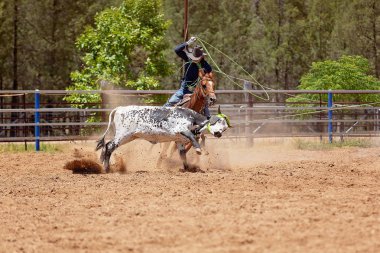 Bir Avustralya Rodeo at Buzağı Roping Yarışması