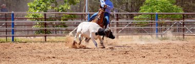 Bir Avustralya Rodeo at Buzağı Roping Yarışması