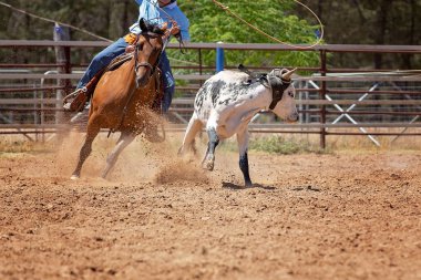 Bir Avustralya Rodeo at Buzağı Roping Yarışması