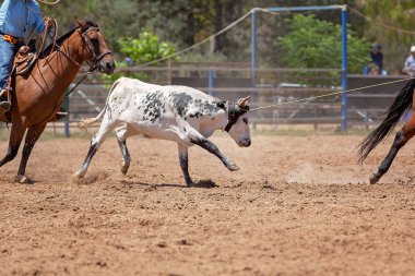 Bir Avustralya Rodeo at Buzağı Roping Yarışması