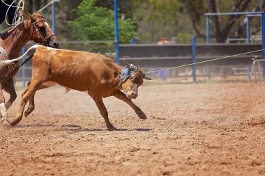 Bir Avustralya Rodeo at Buzağı Roping Yarışması