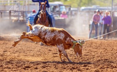 Bir Avustralya Rodeo at Buzağı Roping Yarışması