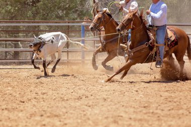 Bir Avustralya Rodeo at Buzağı Roping Yarışması