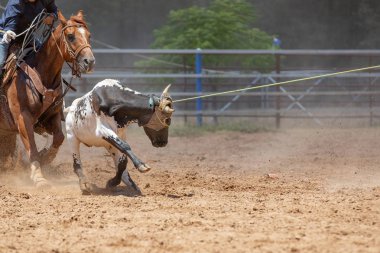 Bir Avustralya Rodeo at Buzağı Roping Yarışması