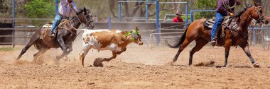Bir Avustralya Rodeo at Buzağı Roping Yarışması