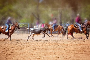 Bir Avustralya Rodeo at Buzağı Roping Yarışması