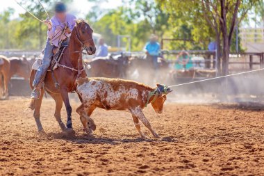 Bir Avustralya Rodeo at Buzağı Roping Yarışması