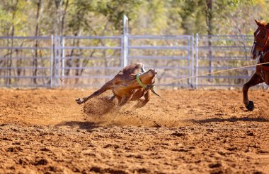 Bir Avustralya Rodeo at Buzağı Roping Yarışması