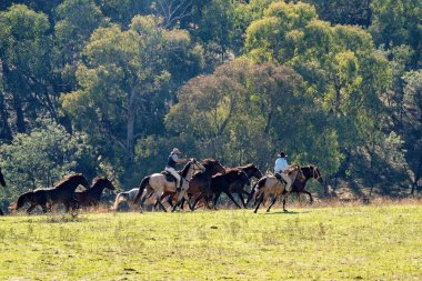 Cowboys Herding Koşu Wild Horses
