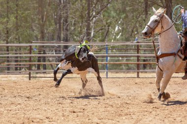 Bir Avustralya Rodeo at Buzağı Roping Yarışması