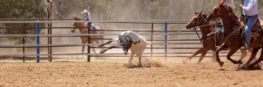 Bir Avustralya Rodeo at Buzağı Roping Yarışması
