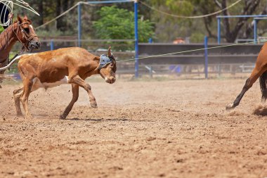 Bir Avustralya Rodeo at Buzağı Roping Yarışması
