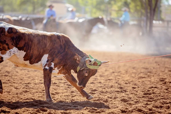 Kalf roping competitie op een Australische Rodeo — Stockfoto