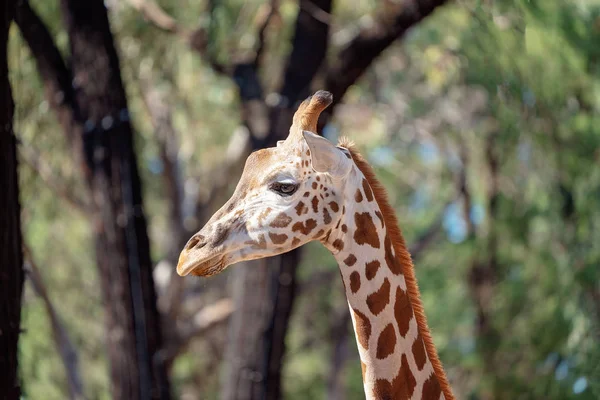 La belle et unique girafe — Photo