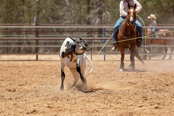 Bezerro Roping em um rodeio australiano — Fotografia de Stock