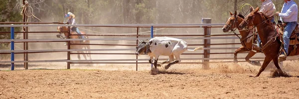 Borjú Roping egy ausztrál Rodeo — Stock Fotó