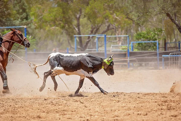 Kalv Roping konkurrens på en australisk Rodeo — Stockfoto