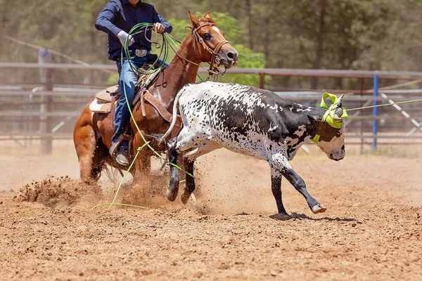 Borjú Roping verseny egy ausztrál Rodeo — Stock Fotó