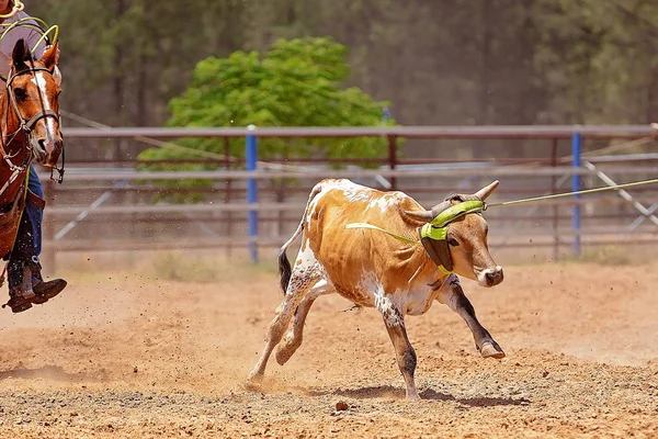 Kalf roping competitie op een Australische Rodeo — Stockfoto