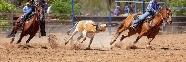 Cielę Roping konkurencji na Australian Rodeo — Zdjęcie stockowe