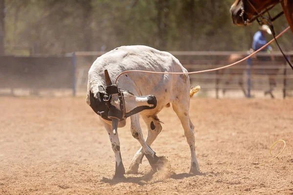 Kalf roping competitie op een Australische Rodeo — Stockfoto