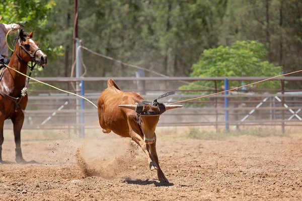 Competição de Roping de bezerro em um rodeio australiano — Fotografia de Stock